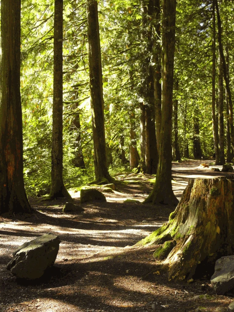 Photo: Recreation Sites and Trails BC. © Province of British Columbia, licensed under the Open Government Licence – British Columbia. Riverside, photo 4