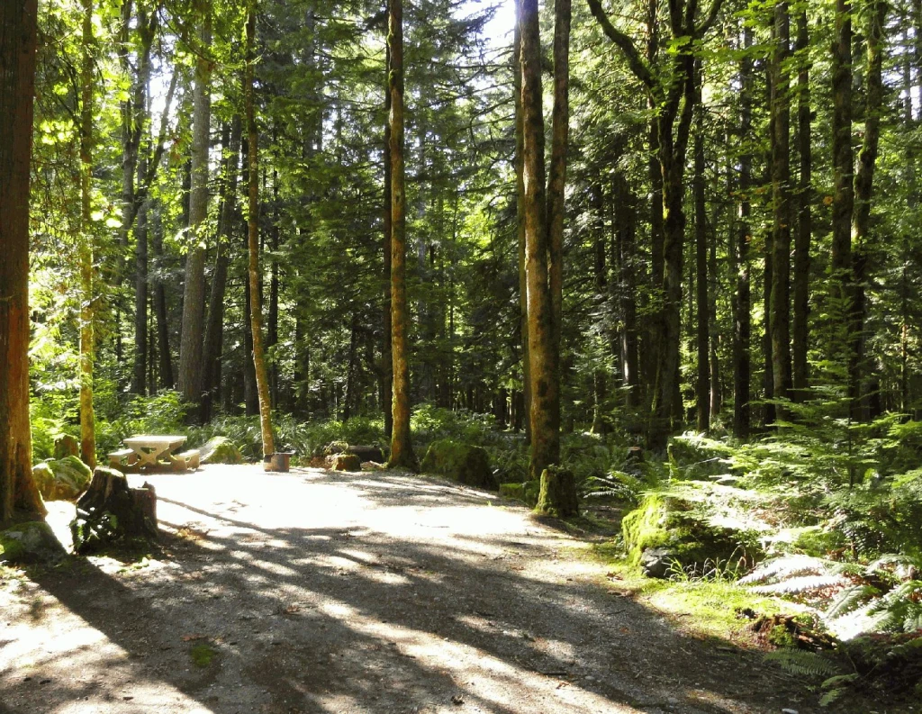 Photo: Recreation Sites and Trails BC. © Province of British Columbia, licensed under the Open Government Licence – British Columbia. Chehalis River, photo 6