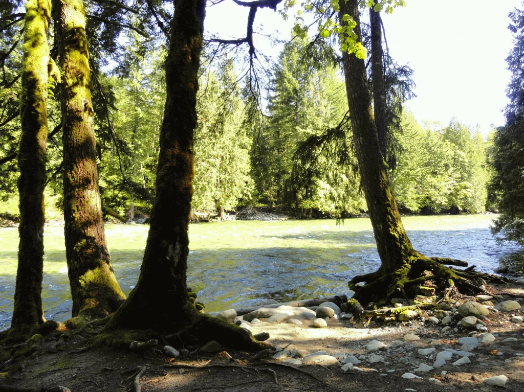 Photo: Recreation Sites and Trails BC. © Province of British Columbia, licensed under the Open Government Licence – British Columbia. Chehalis River, photo 8
