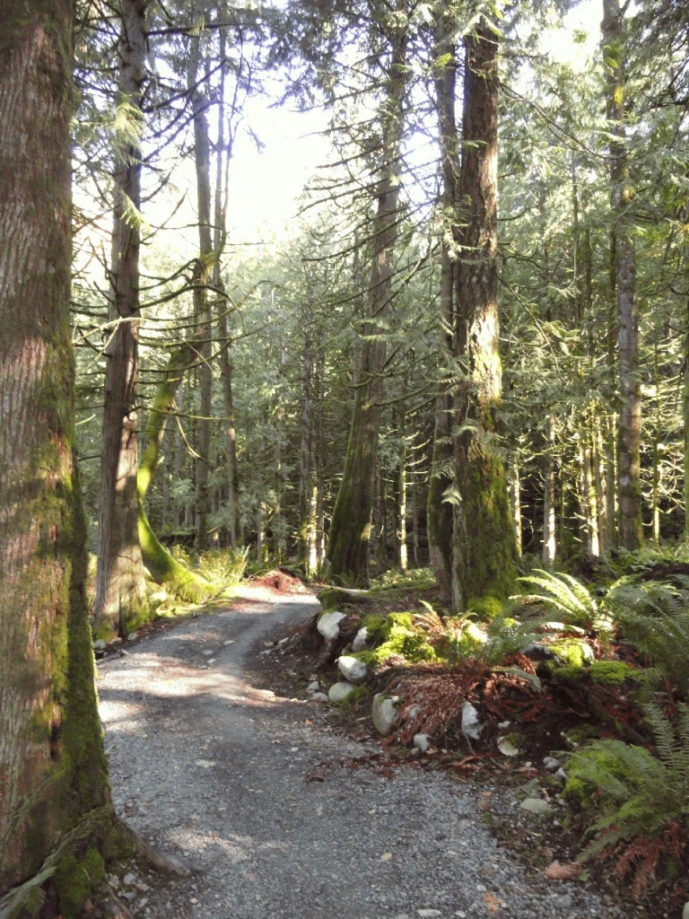 Photo: Recreation Sites and Trails BC. © Province of British Columbia, licensed under the Open Government Licence – British Columbia. Bear Creek, photo 6