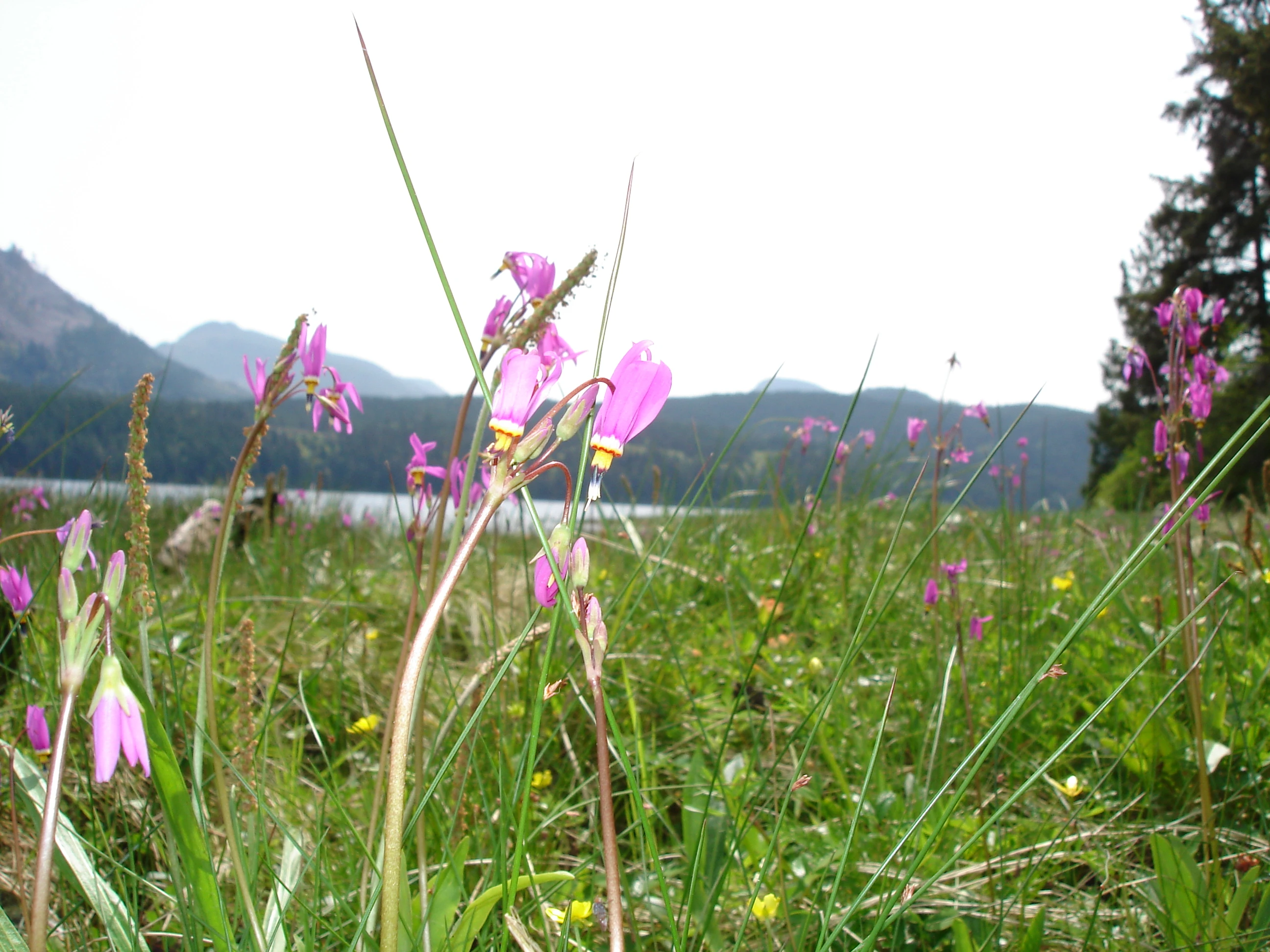 Photo: Recreation Sites and Trails BC. © Province of British Columbia, licensed under the Open Government Licence – British Columbia. Arden Creek, photo 2