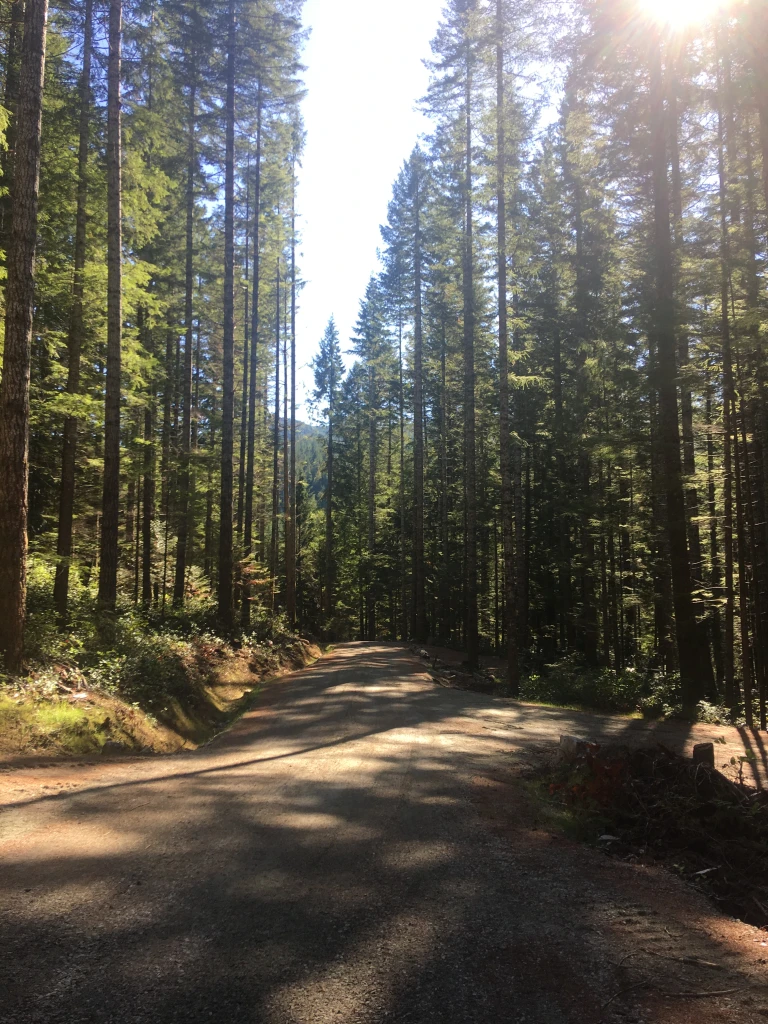 Photo: Recreation Sites and Trails BC. © Province of British Columbia, licensed under the Open Government Licence – British Columbia. Pye Beach, photo 8