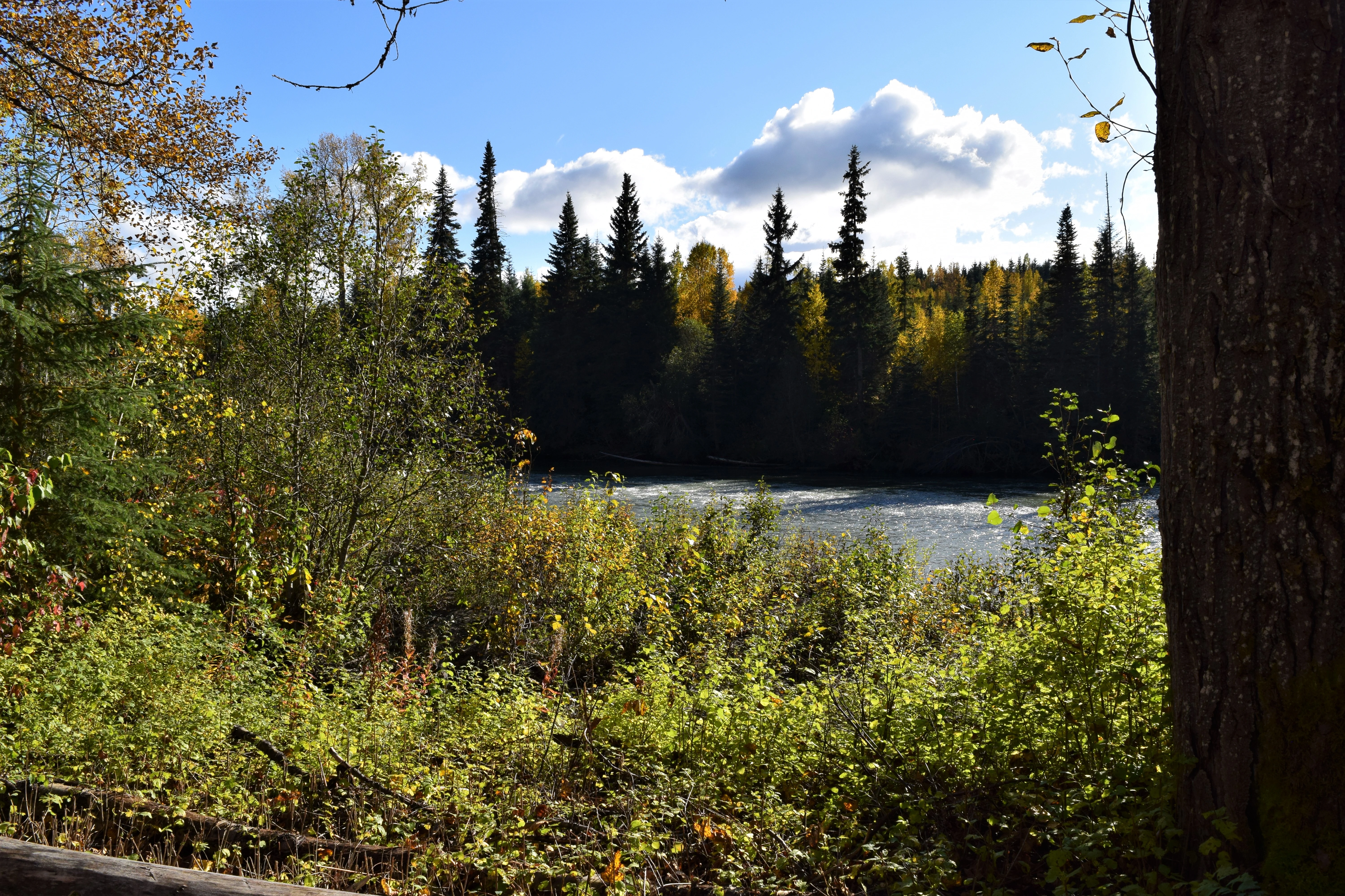 Photo: Recreation Sites and Trails BC. © Province of British Columbia, licensed under the Open Government Licence – British Columbia. Sweetin River, photo 5