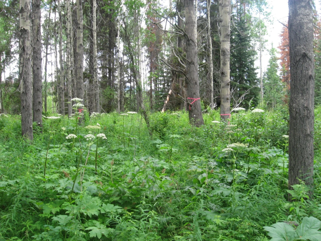 Photo: Recreation Sites and Trails BC. © Province of British Columbia, licensed under the Open Government Licence – British Columbia. Owen Flats "A" & "B", photo 3
