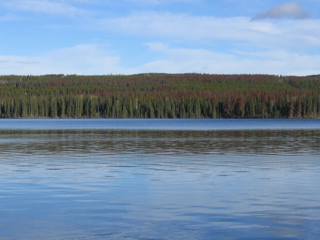 Photo: Recreation Sites and Trails BC. © Province of British Columbia, licensed under the Open Government Licence – British Columbia. Knapp Lake, photo 4