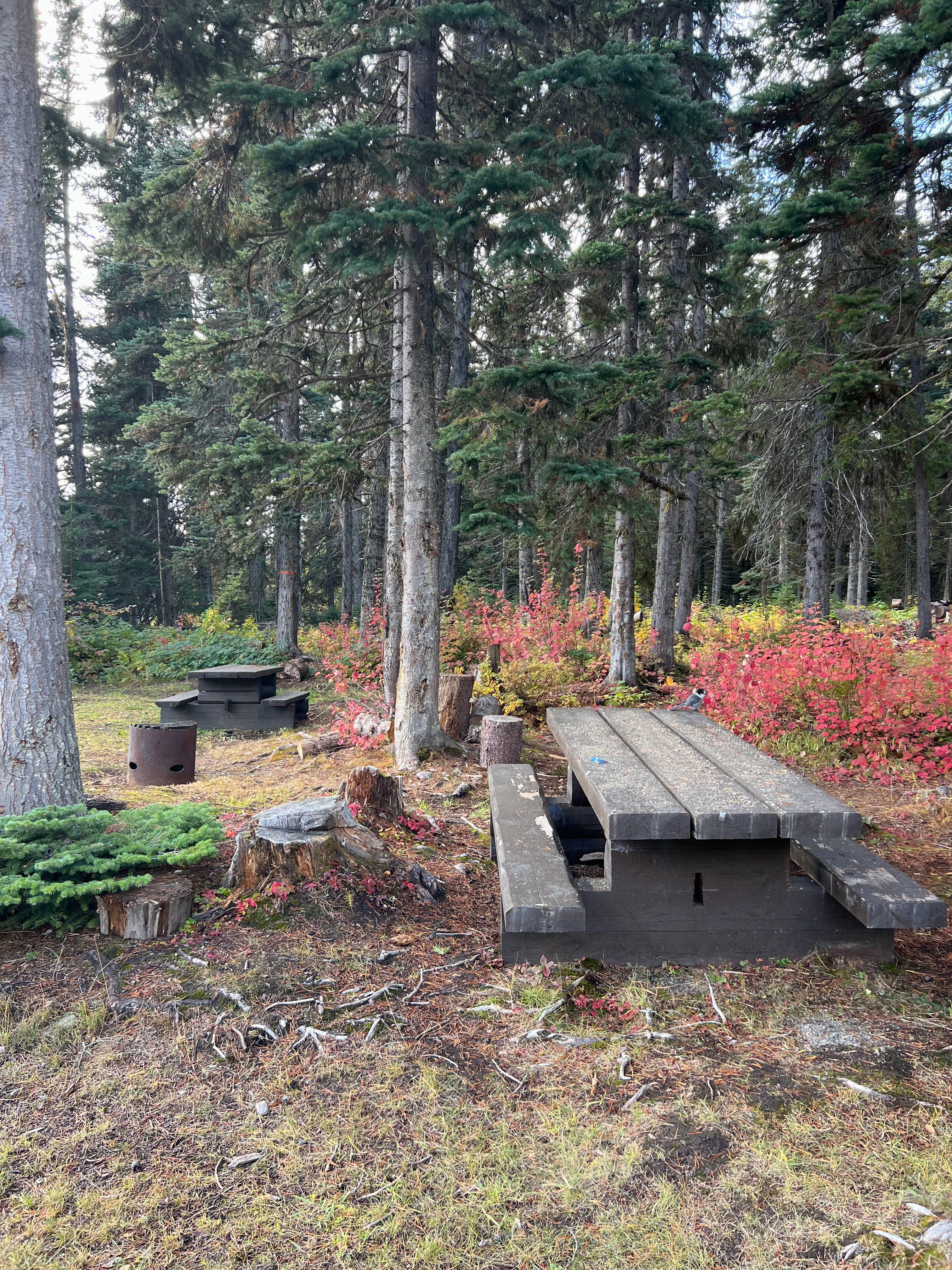 Photo: Recreation Sites and Trails BC. © Province of British Columbia, licensed under the Open Government Licence – British Columbia. Sweeney Lake W, photo 3