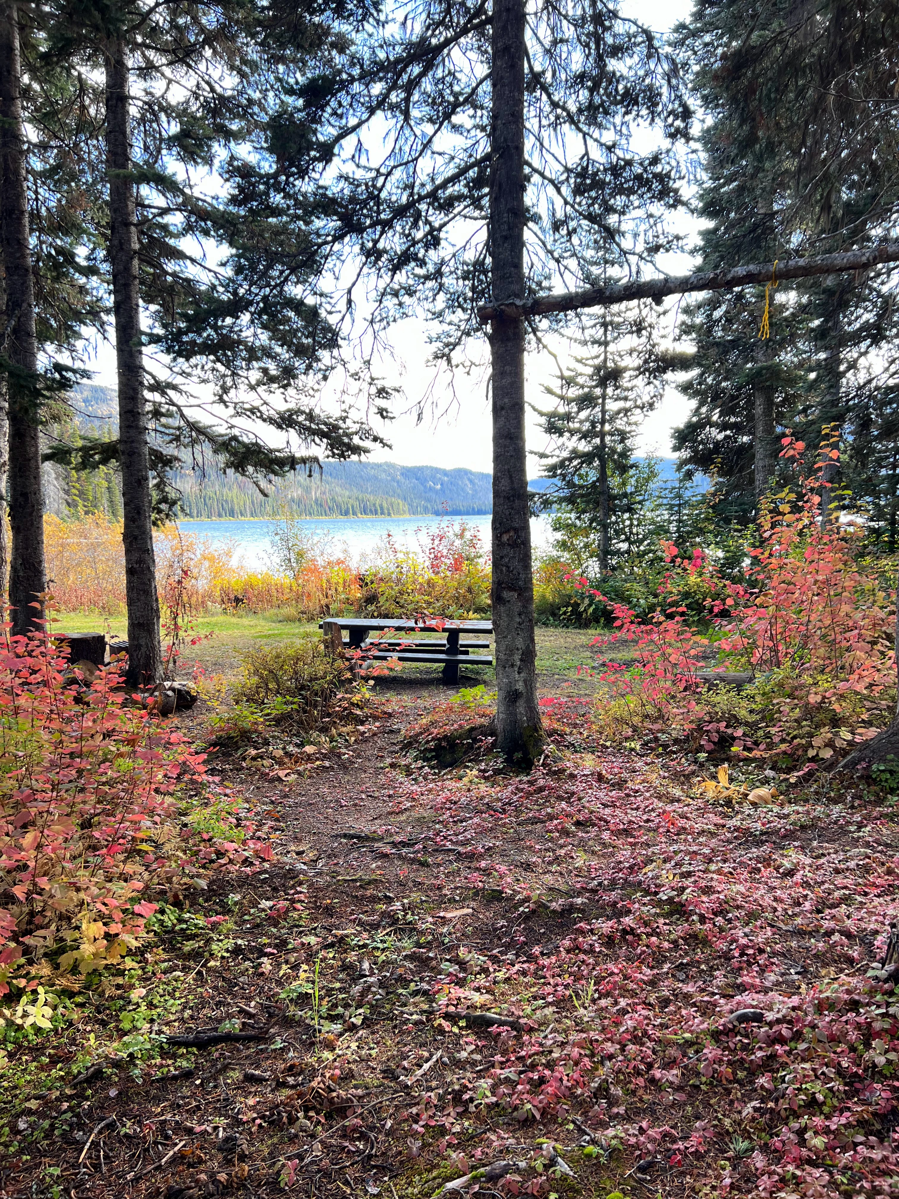 Photo: Recreation Sites and Trails BC. © Province of British Columbia, licensed under the Open Government Licence – British Columbia. Sweeney Lake W, photo 2