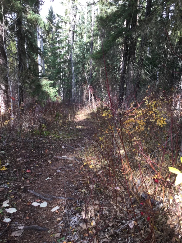 Photo: Recreation Sites and Trails BC. © Province of British Columbia, licensed under the Open Government Licence – British Columbia. Tete Jaune Spawning Grounds, photo 3