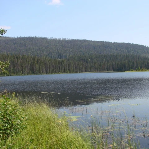 Photo: Recreation Sites and Trails BC. © Province of British Columbia, licensed under the Open Government Licence – British Columbia. Government Lake, photo 2