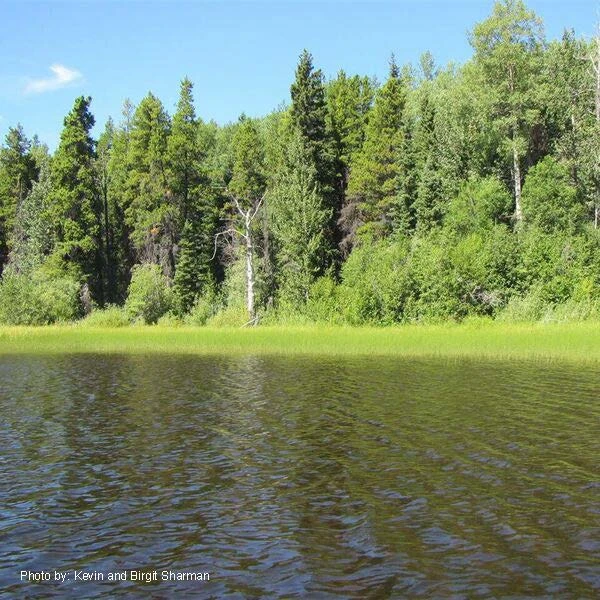 Photo: Recreation Sites and Trails BC. © Province of British Columbia, licensed under the Open Government Licence – British Columbia. Moose Lake, photo 2