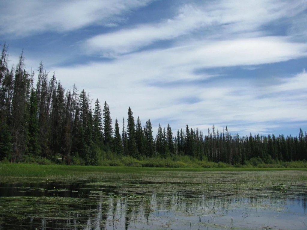 Photo: Recreation Sites and Trails BC. © Province of British Columbia, licensed under the Open Government Licence – British Columbia. Nicklen Lake East, photo 7