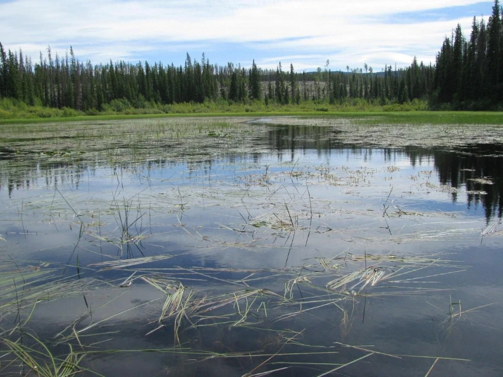 Photo: Recreation Sites and Trails BC. © Province of British Columbia, licensed under the Open Government Licence – British Columbia. Nicklen Lake East, photo 6
