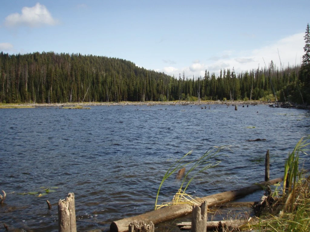 Photo: Recreation Sites and Trails BC. © Province of British Columbia, licensed under the Open Government Licence – British Columbia. Allan Lake, photo 2