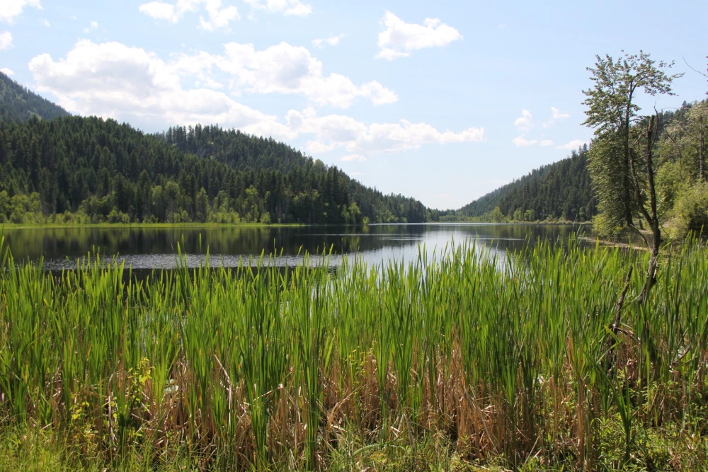 Photo: Recreation Sites and Trails BC. © Province of British Columbia, licensed under the Open Government Licence – British Columbia. Harper Lake, photo 8