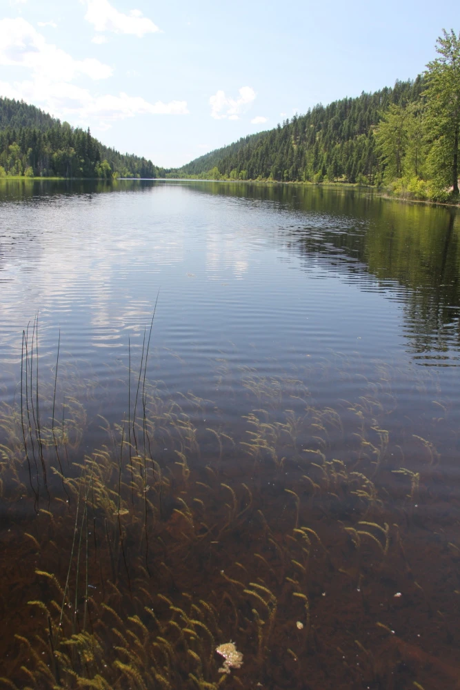 Photo: Recreation Sites and Trails BC. © Province of British Columbia, licensed under the Open Government Licence – British Columbia. Harper Lake, photo 6