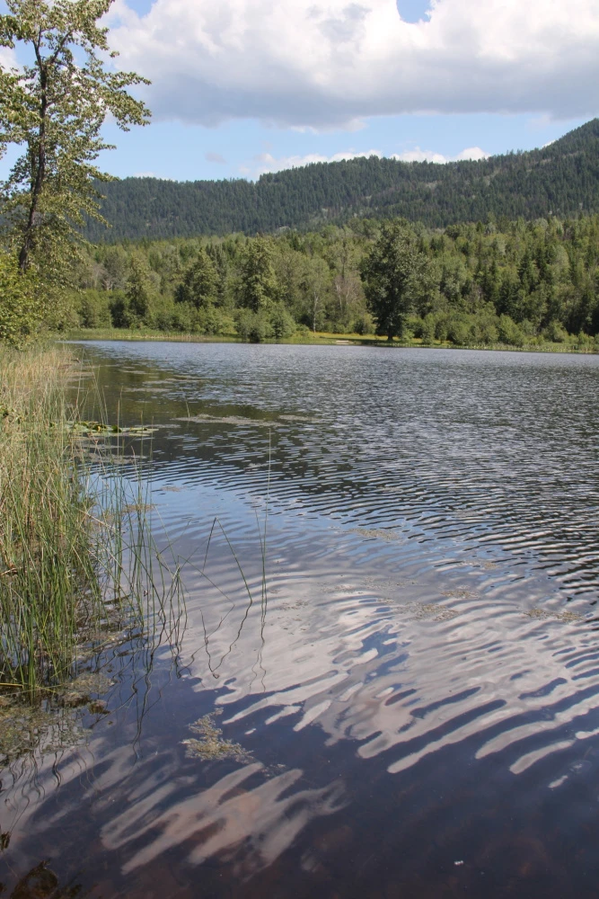 Photo: Recreation Sites and Trails BC. © Province of British Columbia, licensed under the Open Government Licence – British Columbia. Harper Lake, photo 9
