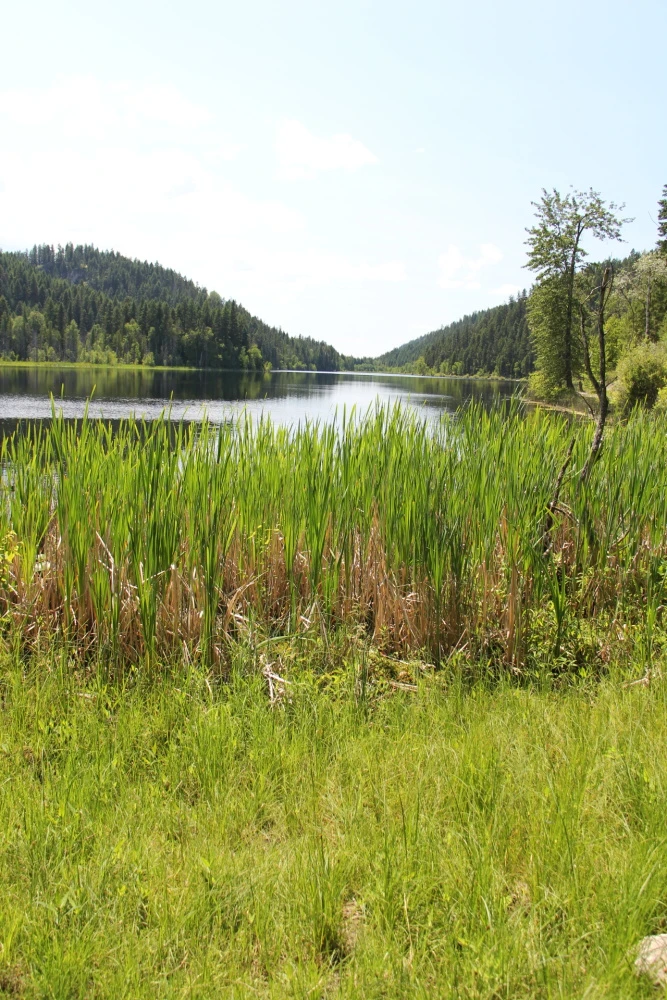 Photo: Recreation Sites and Trails BC. © Province of British Columbia, licensed under the Open Government Licence – British Columbia. Harper Lake, photo 7