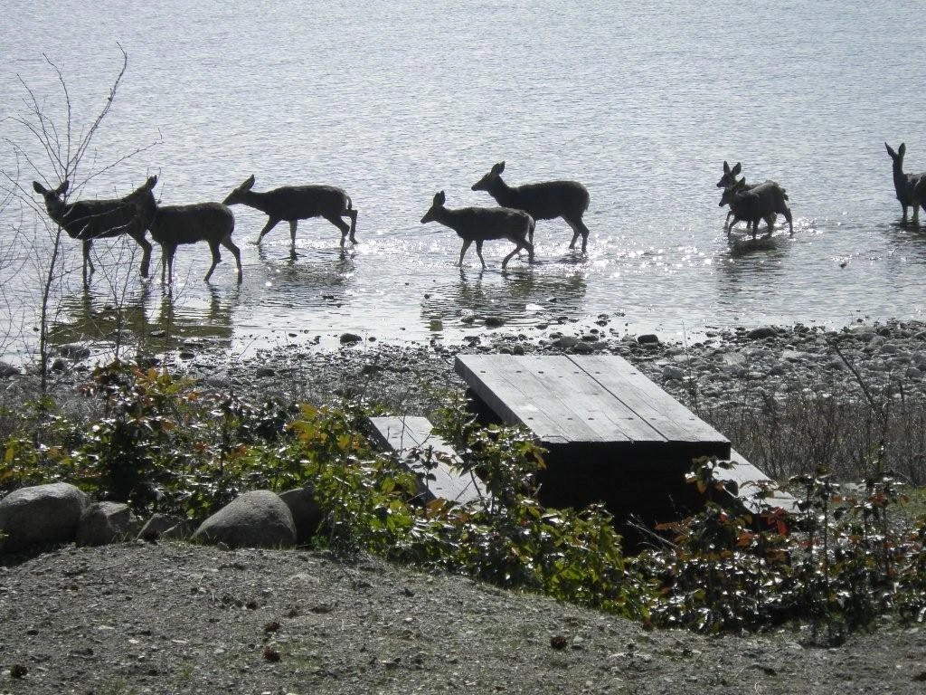 Photo: Recreation Sites and Trails BC. © Province of British Columbia, licensed under the Open Government Licence – British Columbia. Evely, photo 7