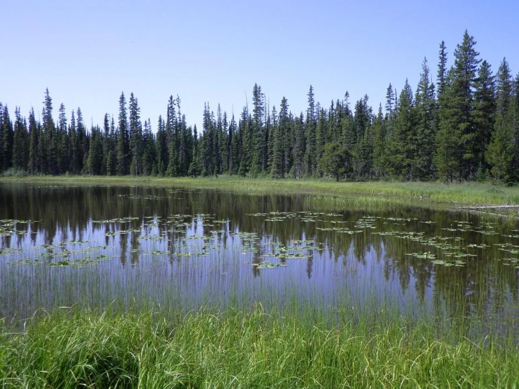 Photo: Recreation Sites and Trails BC. © Province of British Columbia, licensed under the Open Government Licence – British Columbia. Arthur Lake North, photo 2