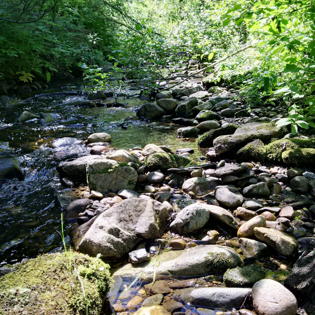 Photo: Recreation Sites and Trails BC. © Province of British Columbia, licensed under the Open Government Licence – British Columbia. Tabor Mtn. Staging Area 10 (Dougherty Creek), photo 2