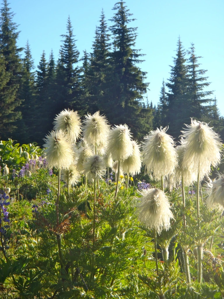 Photo: Recreation Sites and Trails BC. © Province of British Columbia, licensed under the Open Government Licence – British Columbia. Lodestone Lake, photo 5