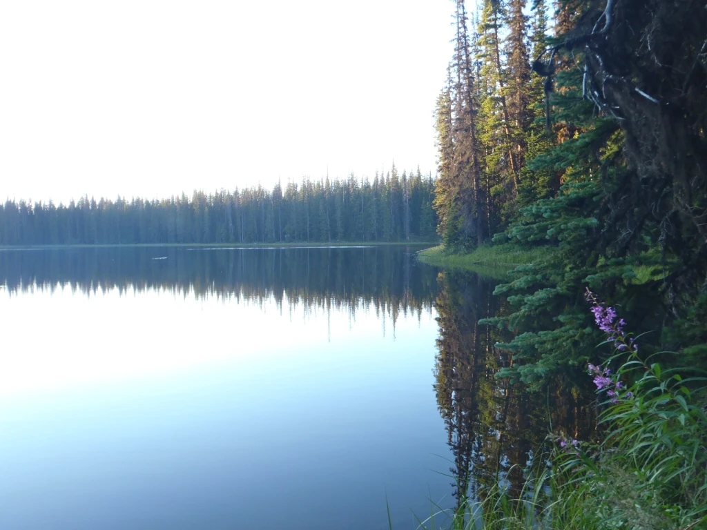 Photo: Recreation Sites and Trails BC. © Province of British Columbia, licensed under the Open Government Licence – British Columbia. Placer Lake, photo 4