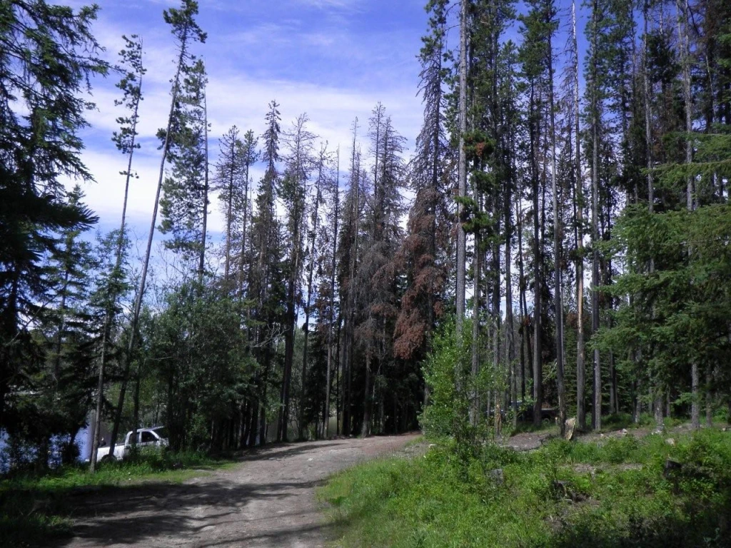 Photo: Recreation Sites and Trails BC. © Province of British Columbia, licensed under the Open Government Licence – British Columbia. Postill Lake
