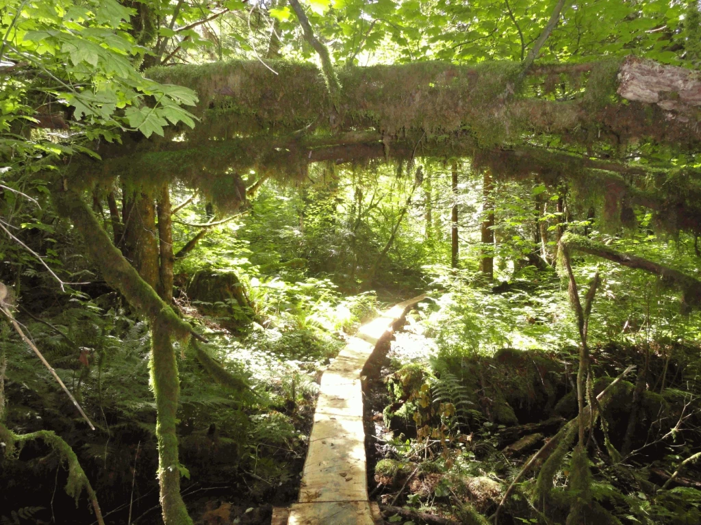 Photo: Recreation Sites and Trails BC. © Province of British Columbia, licensed under the Open Government Licence – British Columbia. Weaver Lake Group Site, photo 2