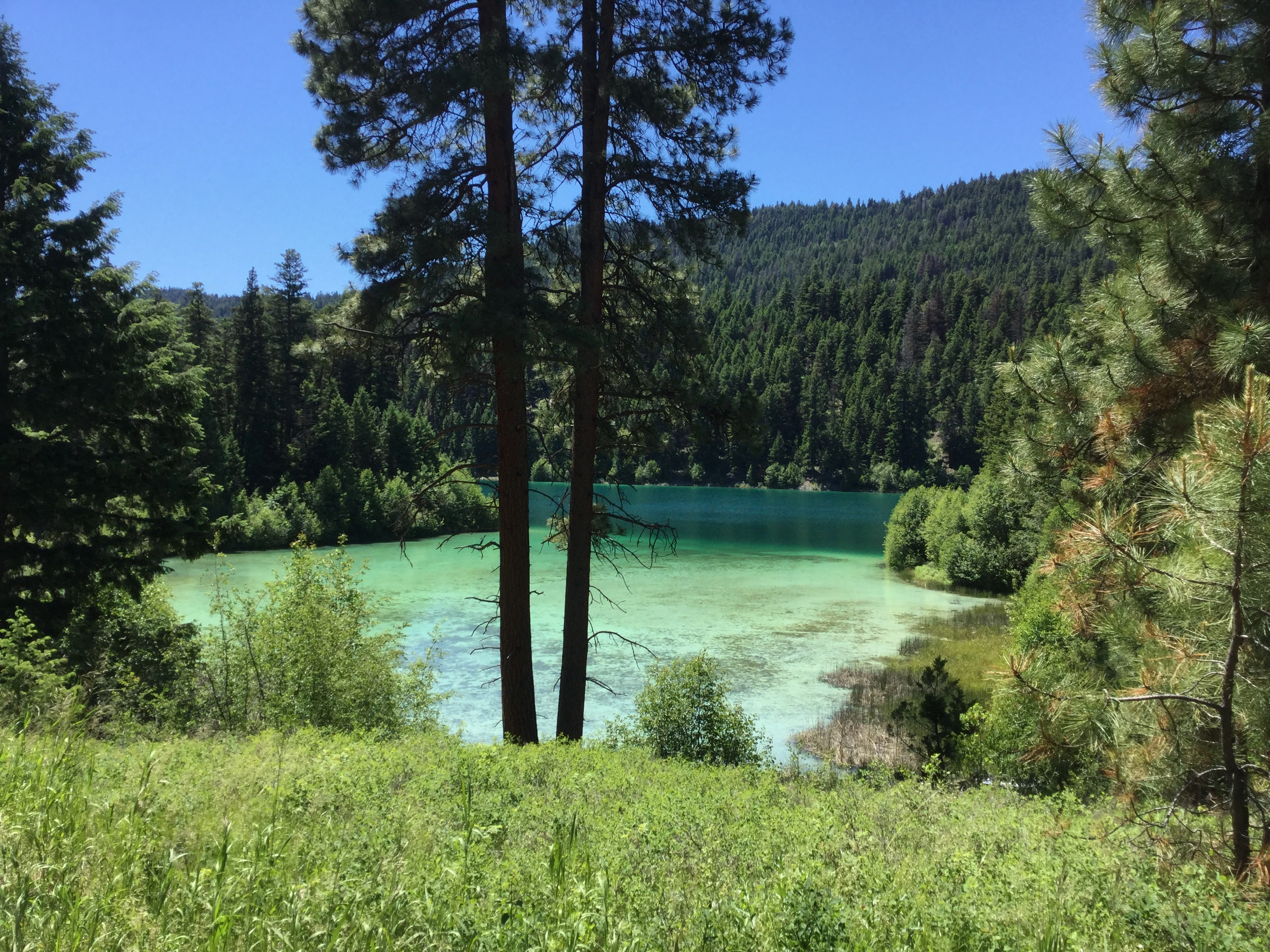 Photo: Recreation Sites and Trails BC. © Province of British Columbia, licensed under the Open Government Licence – British Columbia. Bluey Lake, photo 10