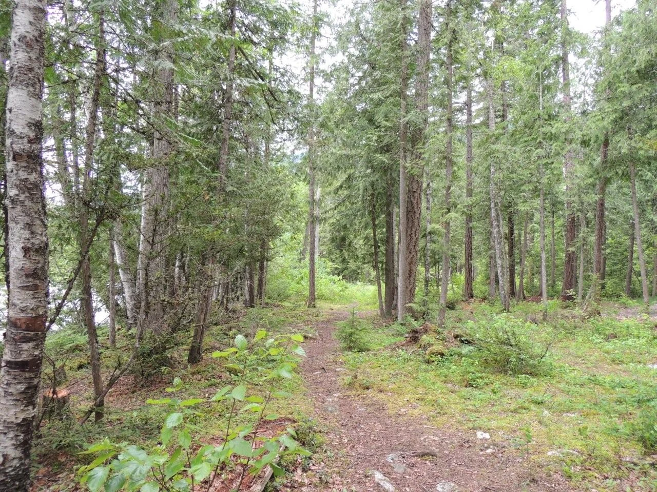 Photo: Recreation Sites and Trails BC. © Province of British Columbia, licensed under the Open Government Licence – British Columbia. COOKE CREEK, photo 5