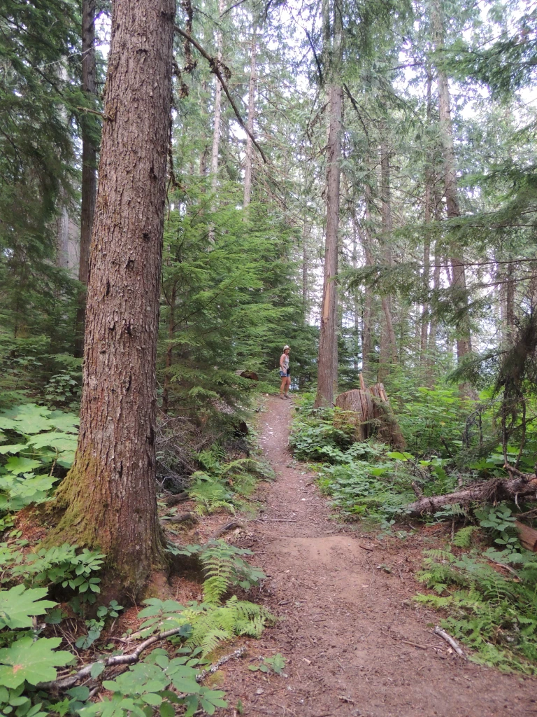 Photo: Recreation Sites and Trails BC. © Province of British Columbia, licensed under the Open Government Licence – British Columbia. Noisy Creek, photo 9