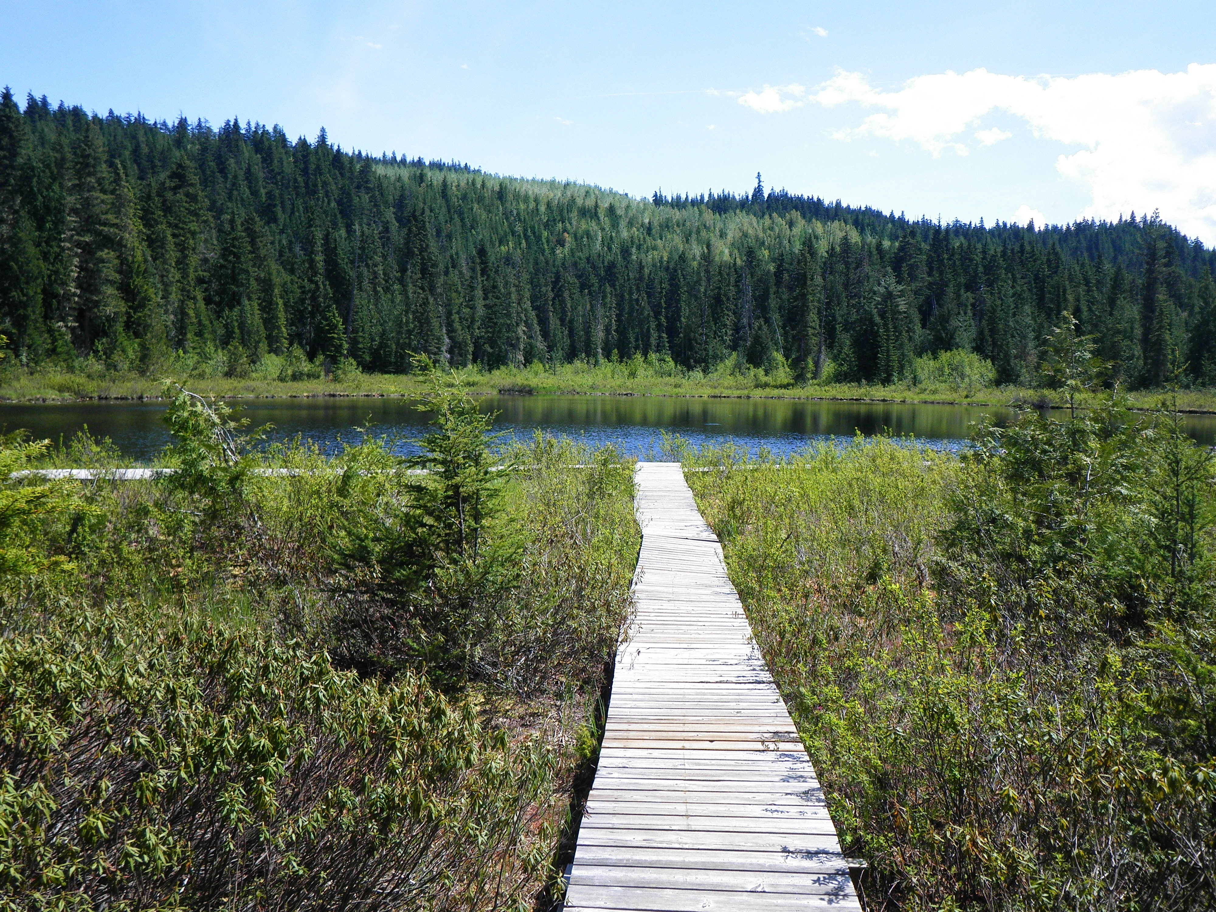 Photo: Recreation Sites and Trails BC. © Province of British Columbia, licensed under the Open Government Licence – British Columbia. Spruce Lake, photo 3