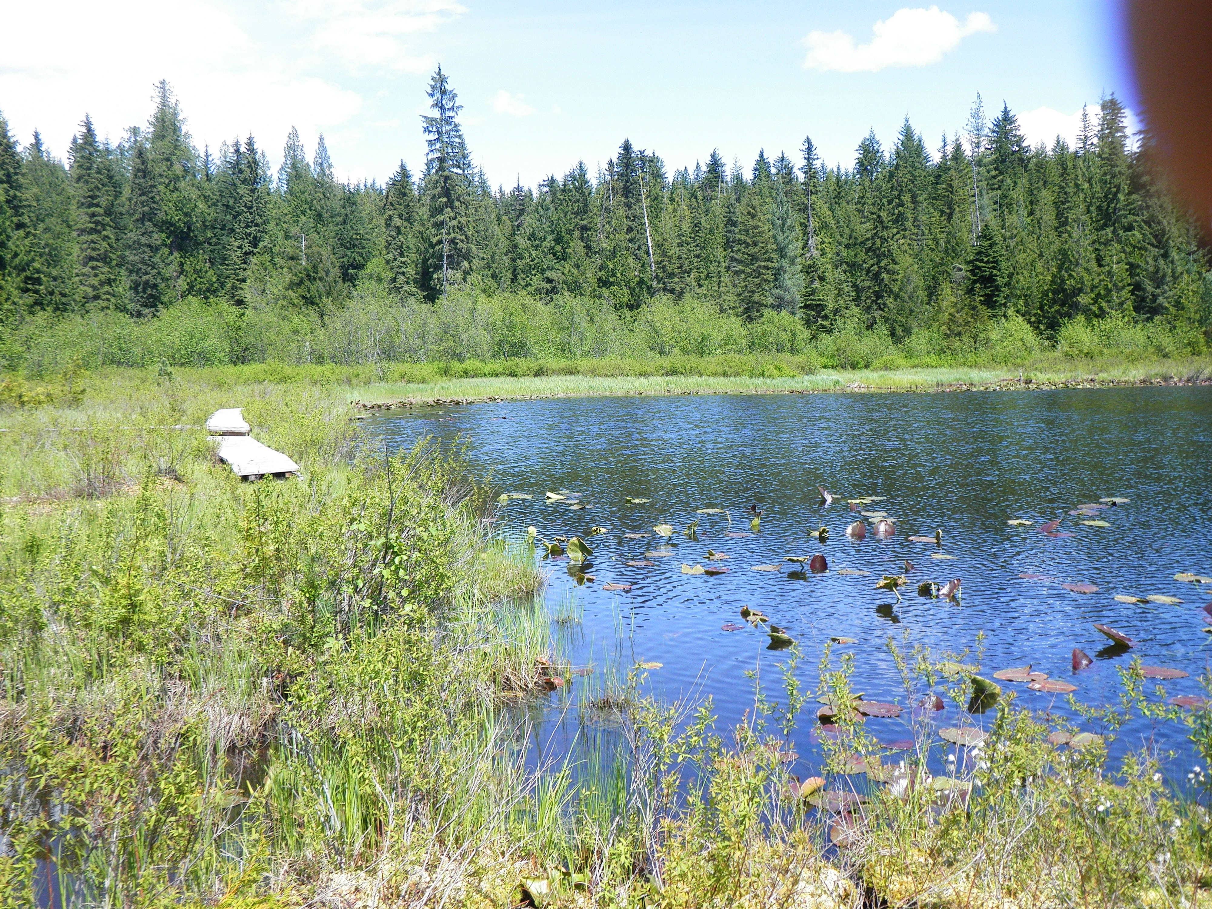 Photo: Recreation Sites and Trails BC. © Province of British Columbia, licensed under the Open Government Licence – British Columbia. Spruce Lake, photo 2