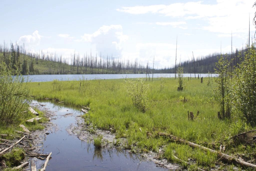 Photo: Recreation Sites and Trails BC. © Province of British Columbia, licensed under the Open Government Licence – British Columbia. Gorman Lake, photo 3