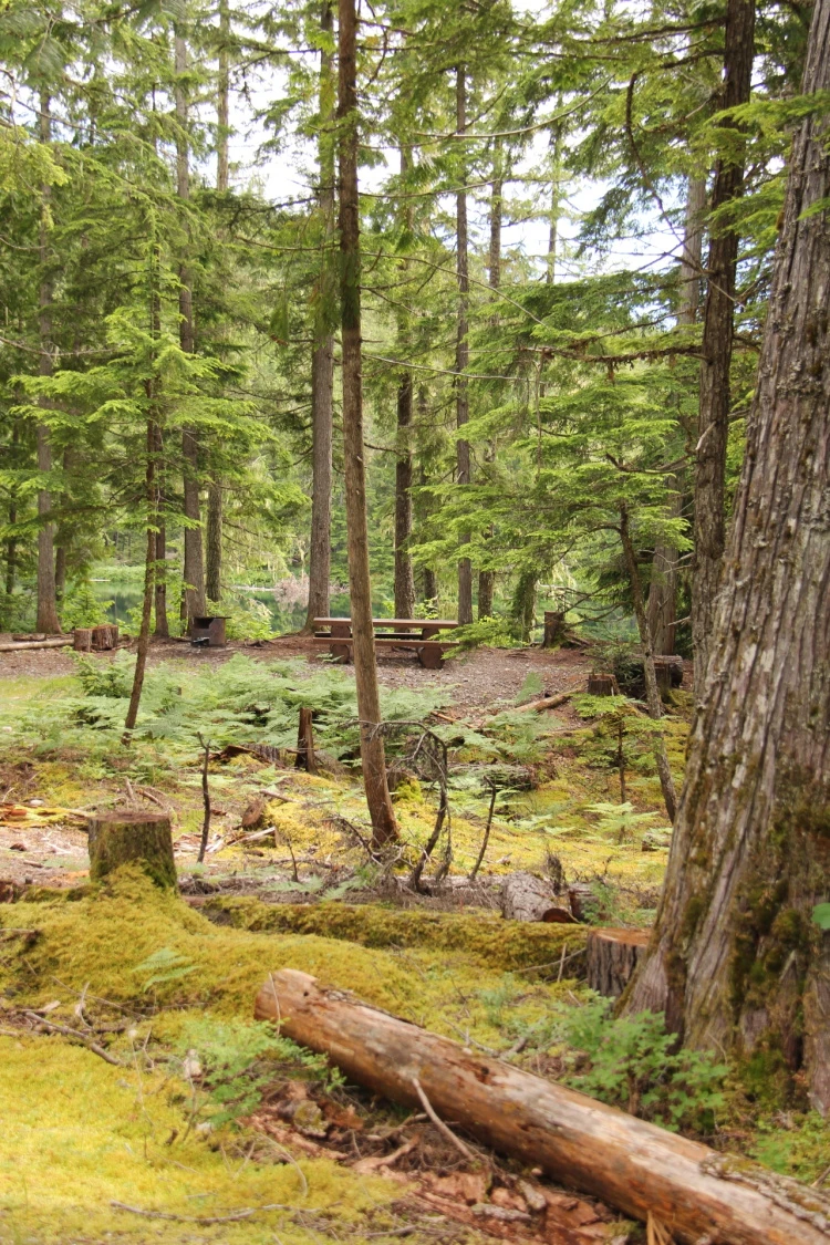 Photo: Recreation Sites and Trails BC. © Province of British Columbia, licensed under the Open Government Licence – British Columbia. Nellie Lake, photo 10