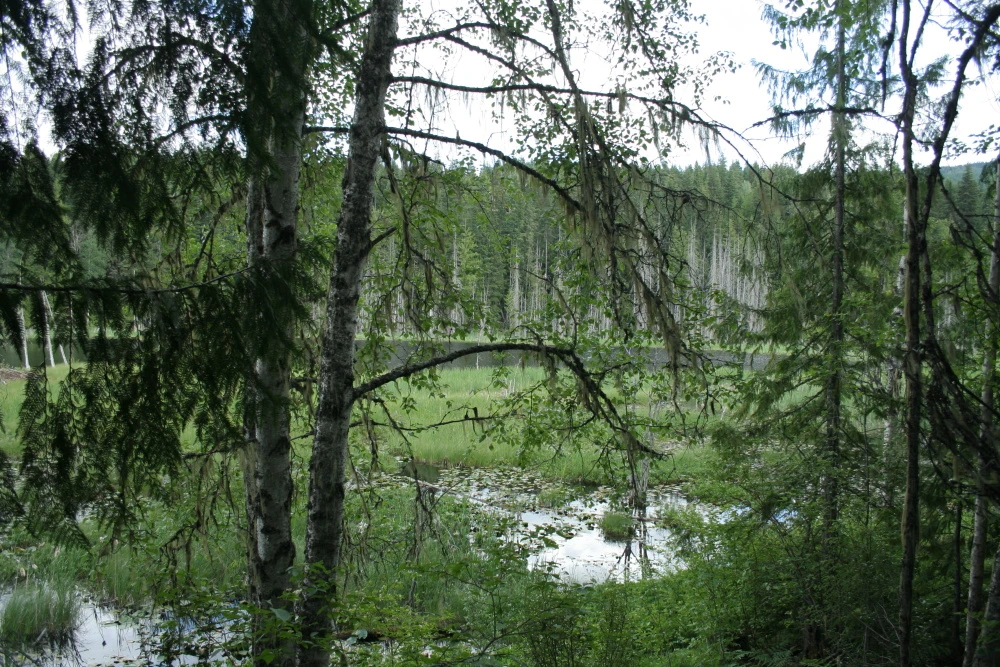 Photo: Recreation Sites and Trails BC. © Province of British Columbia, licensed under the Open Government Licence – British Columbia. Herman Lake, photo 4