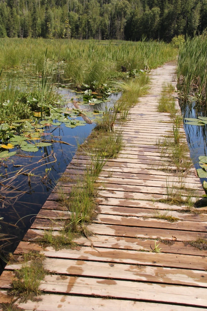 Photo: Recreation Sites and Trails BC. © Province of British Columbia, licensed under the Open Government Licence – British Columbia. Herman Lake, photo 10