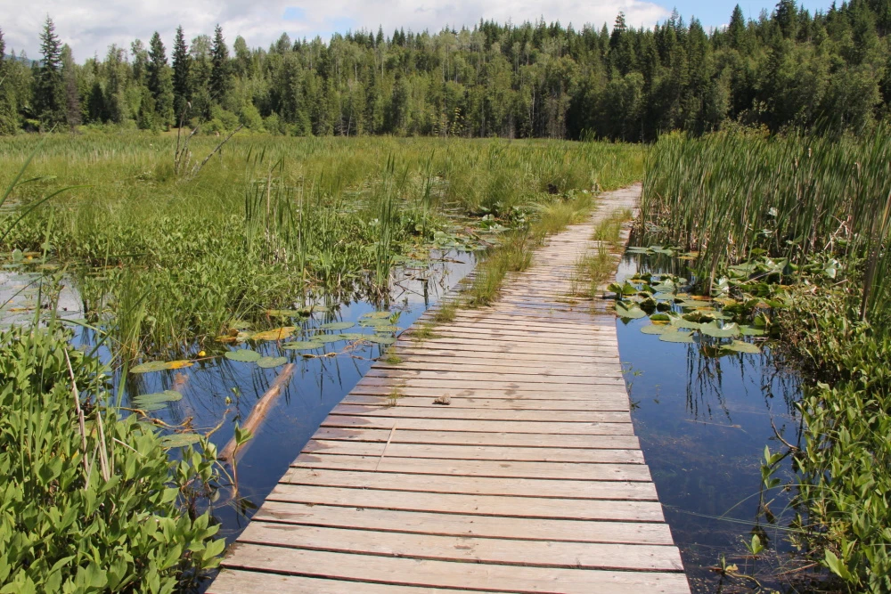 Photo: Recreation Sites and Trails BC. © Province of British Columbia, licensed under the Open Government Licence – British Columbia. Herman Lake, photo 11