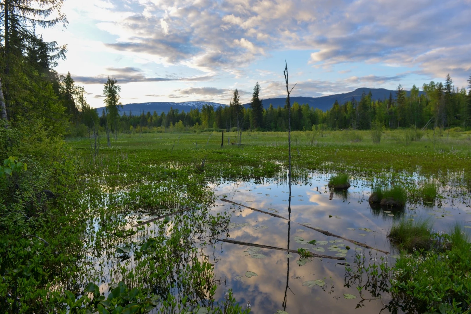 Photo: Recreation Sites and Trails BC. © Province of British Columbia, licensed under the Open Government Licence – British Columbia. Herman Lake, photo 14