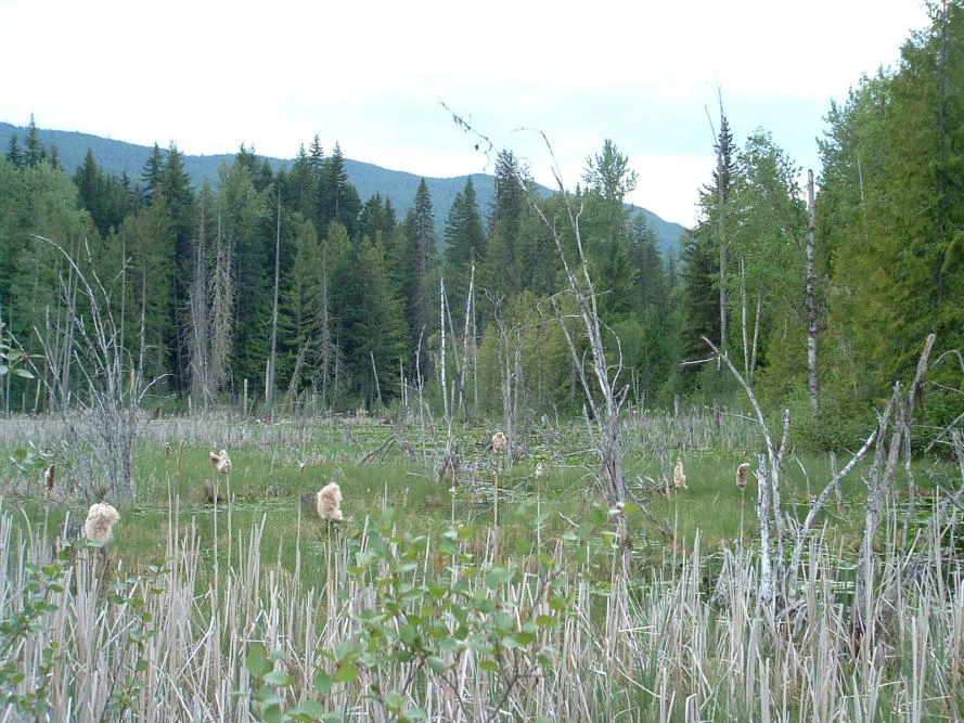 Photo: Recreation Sites and Trails BC. © Province of British Columbia, licensed under the Open Government Licence – British Columbia. Herman Lake, photo 7