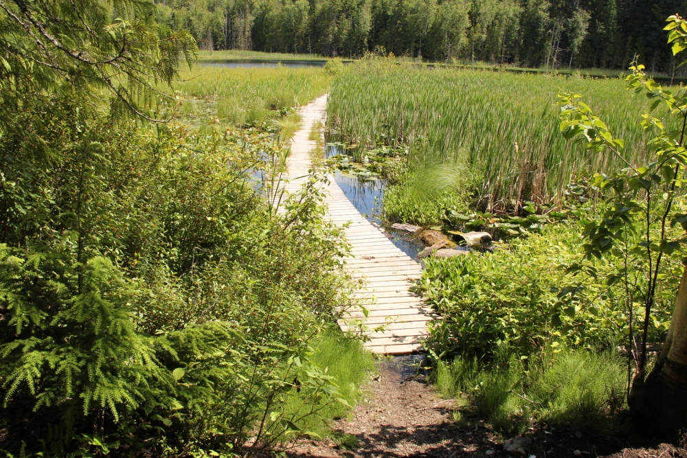 Photo: Recreation Sites and Trails BC. © Province of British Columbia, licensed under the Open Government Licence – British Columbia. Herman Lake, photo 8