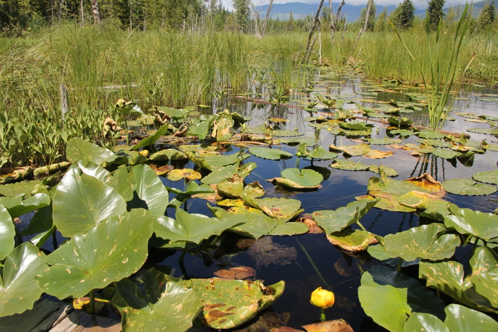 Photo: Recreation Sites and Trails BC. © Province of British Columbia, licensed under the Open Government Licence – British Columbia. Herman Lake, photo 9