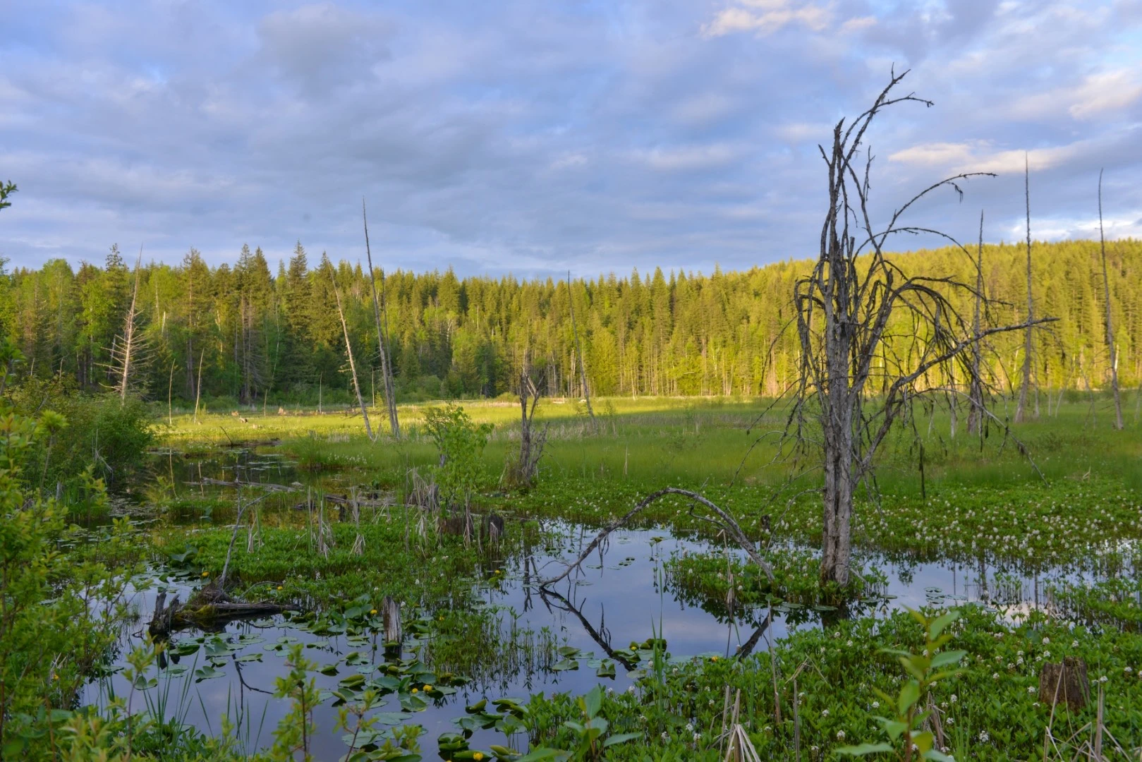 Photo: Recreation Sites and Trails BC. © Province of British Columbia, licensed under the Open Government Licence – British Columbia. Herman Lake, photo 13