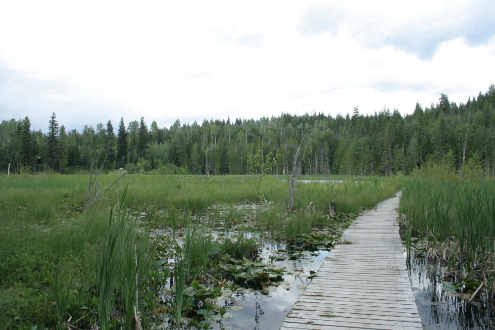 Photo: Recreation Sites and Trails BC. © Province of British Columbia, licensed under the Open Government Licence – British Columbia. Herman Lake, photo 2