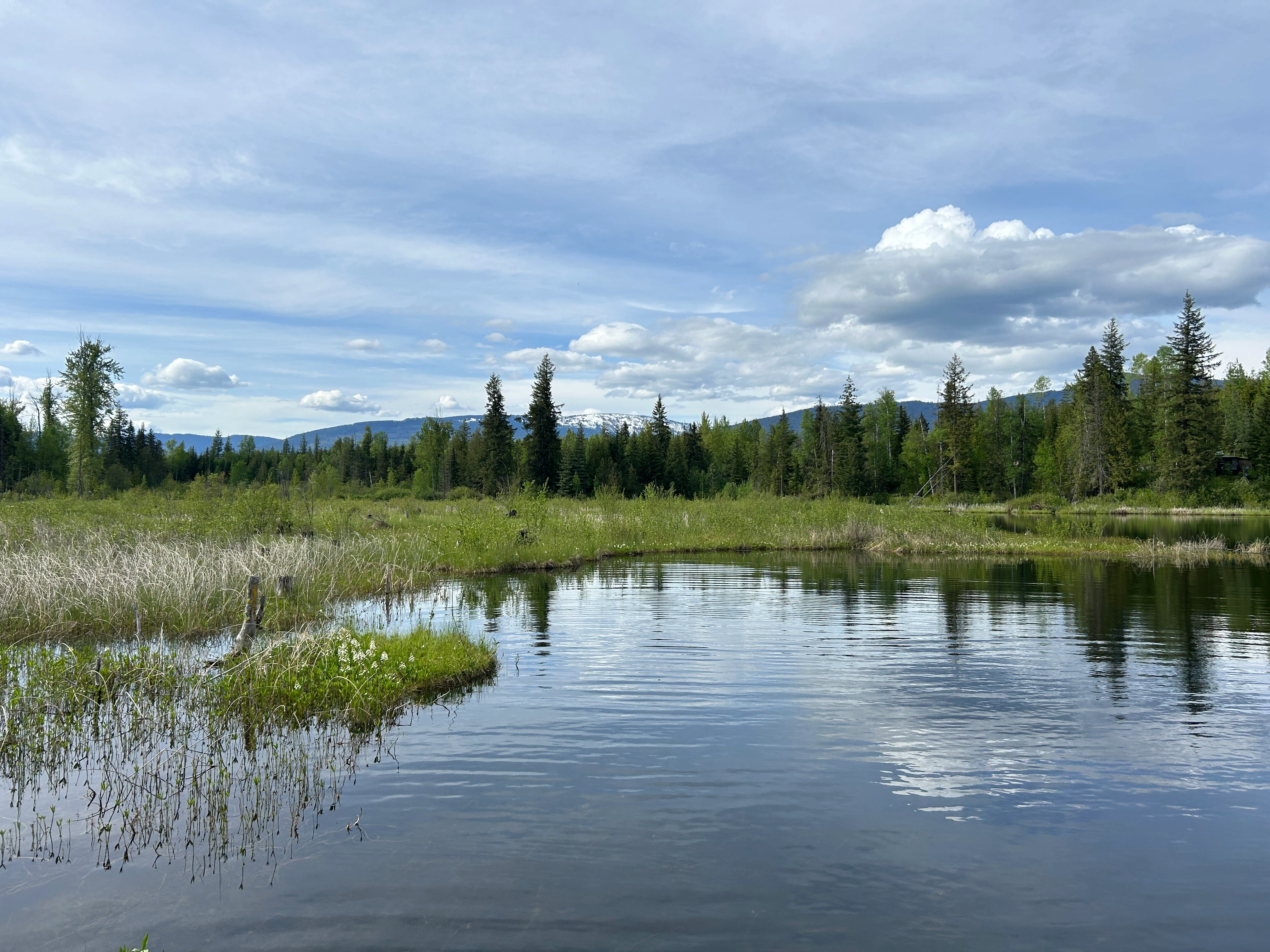 Photo: Recreation Sites and Trails BC. © Province of British Columbia, licensed under the Open Government Licence – British Columbia. Herman Lake, photo 17