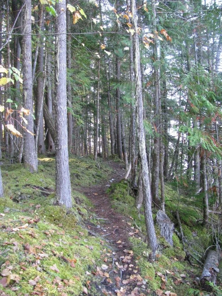 Photo: Recreation Sites and Trails BC. © Province of British Columbia, licensed under the Open Government Licence – British Columbia. Cottonwood Beach, photo 12