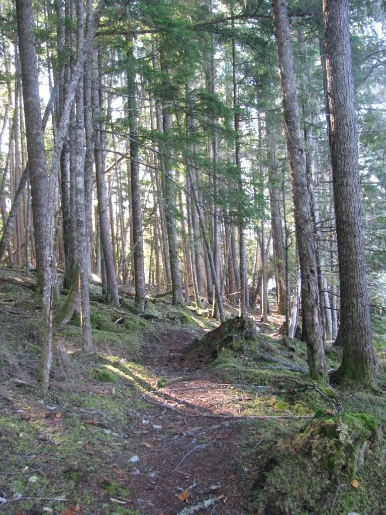 Photo: Recreation Sites and Trails BC. © Province of British Columbia, licensed under the Open Government Licence – British Columbia. Cottonwood Beach, photo 13