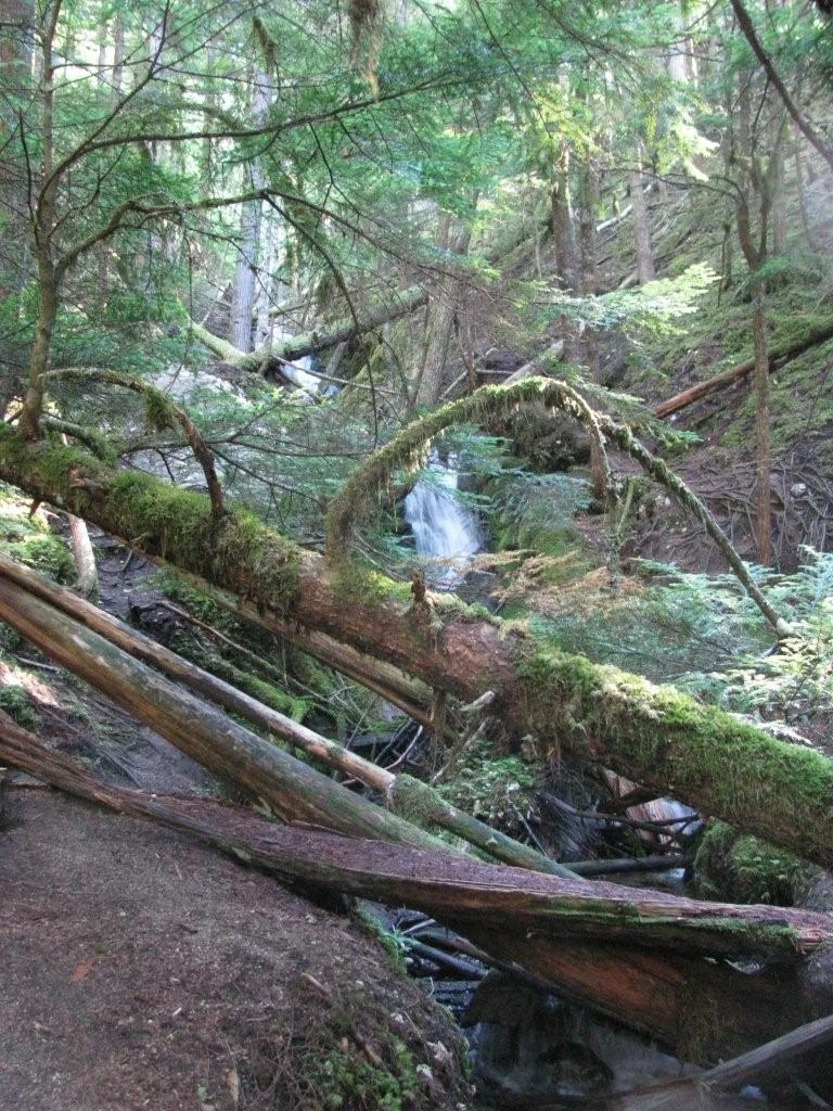 Photo: Recreation Sites and Trails BC. © Province of British Columbia, licensed under the Open Government Licence – British Columbia. Cottonwood Beach, photo 11