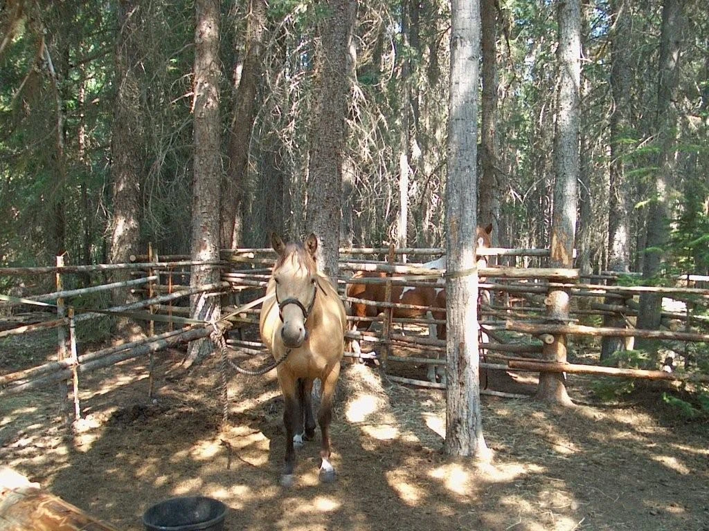 Photo: Recreation Sites and Trails BC. © Province of British Columbia, licensed under the Open Government Licence – British Columbia. Stockdale Creek, photo 3