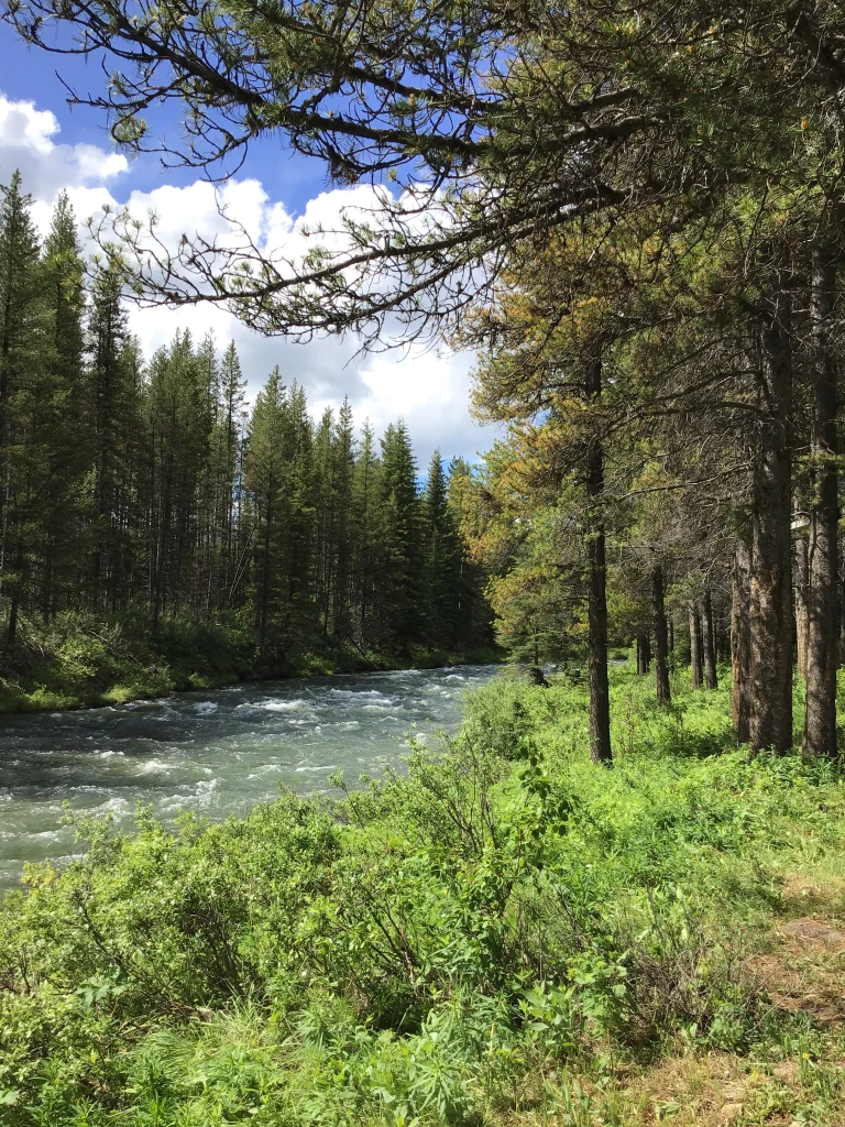 Photo: Recreation Sites and Trails BC. © Province of British Columbia, licensed under the Open Government Licence – British Columbia. Weary Creek, photo 4